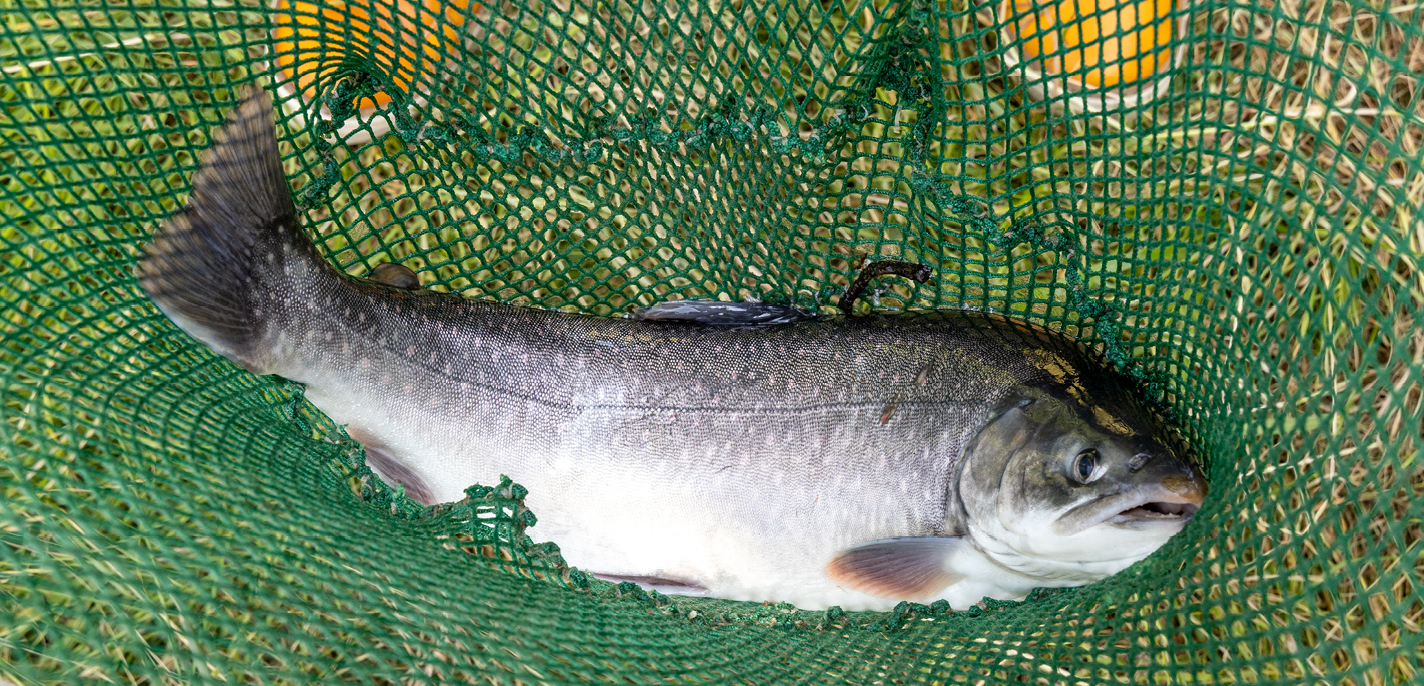 Frischer Fisch - Restaurant Daniel